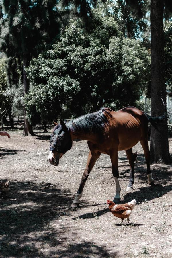 Гостевой дом Quinta Do Cerrado Сетубал Экстерьер фото